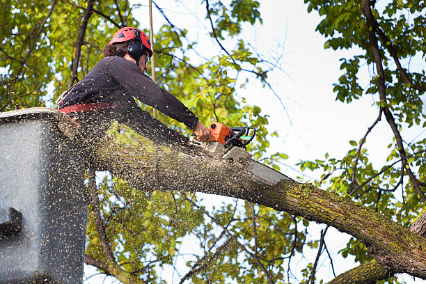 Reliable Attica, MI Tree Service Solutions